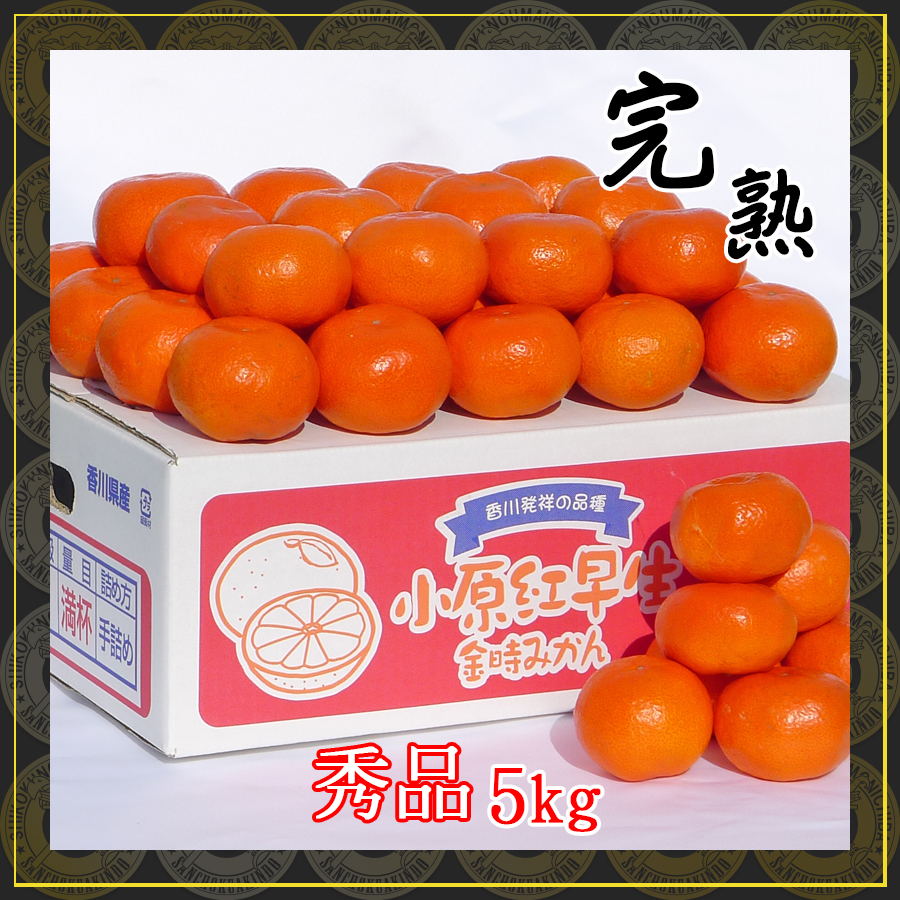 小原紅早生みかん5kg/通販
