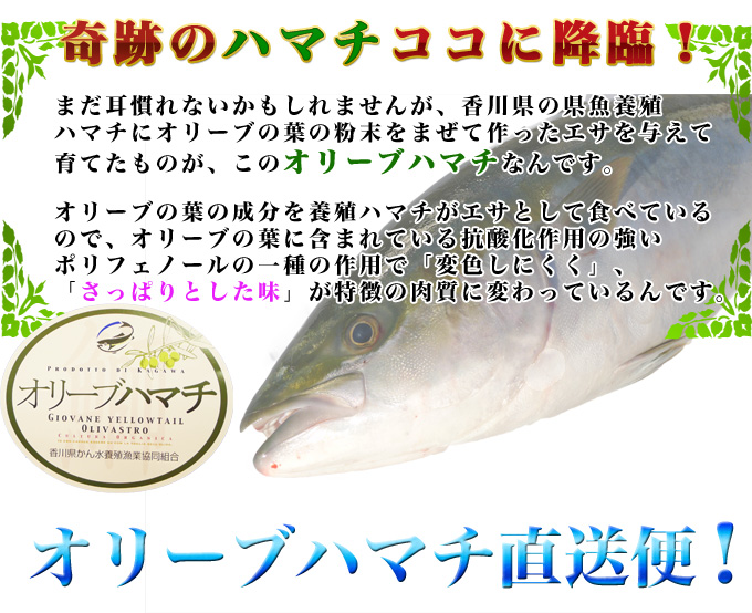 オリーブハマチの通販