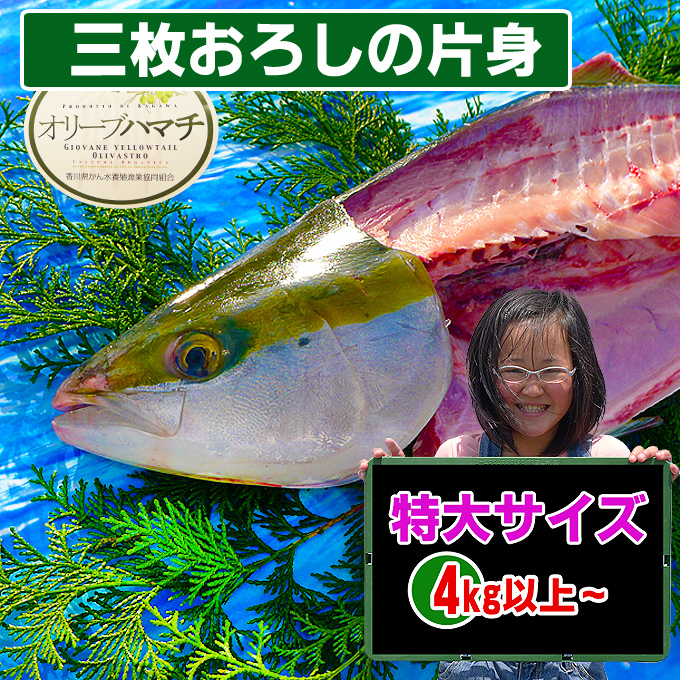 オリーブハマチの通販。