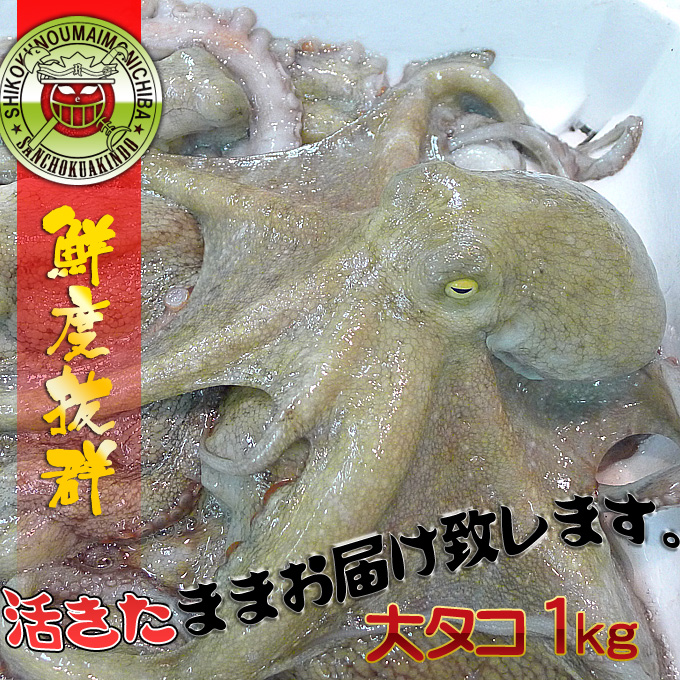 明石産の活大タコの通販専門