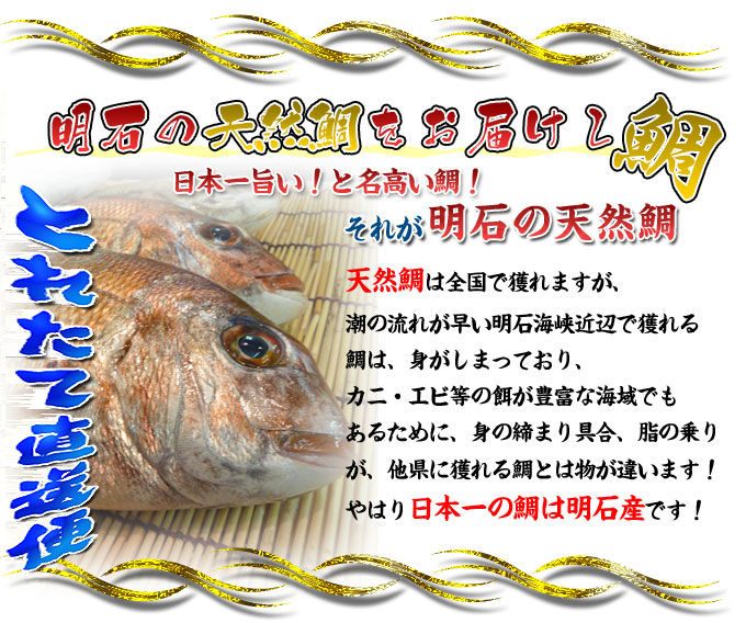 天然鯛の通販専門店！鯛をお取り寄せ。新鮮市場【産直あきんど】