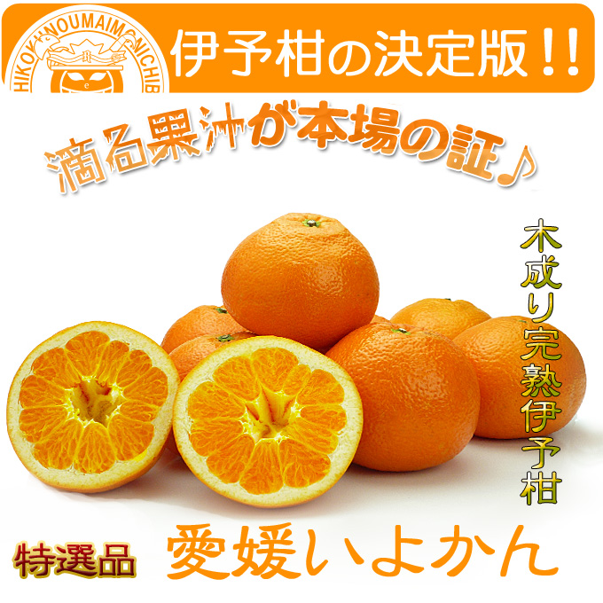 愛媛産送料無料！愛媛いよかん