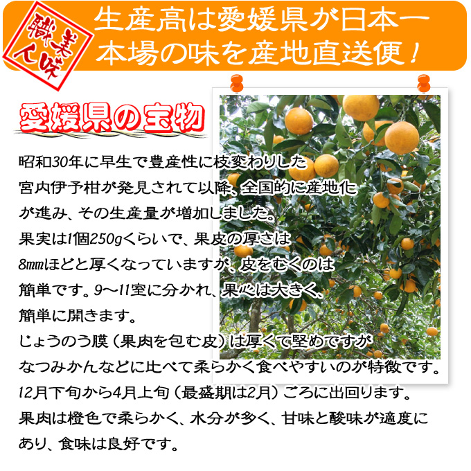 愛媛いよかんの通販。新鮮市場【産直あきんど】