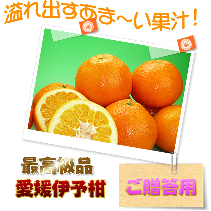 愛媛伊予柑のお取り寄せ/通販サイト新鮮市場【産直あきんど】