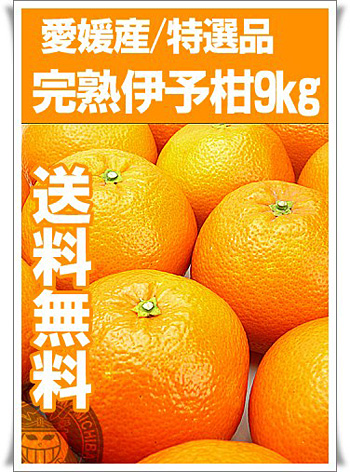 送料無料！特秀品！愛媛伊予柑の通販。