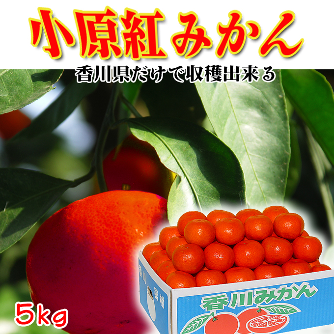 送料無料!小原紅みかんの通信販売店!