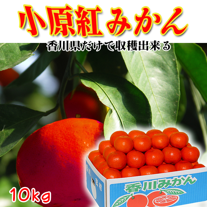 送料無料！小原紅みかんの通信販売店！