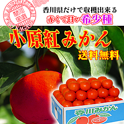 送料無料!小原紅みかんの通信販売店!