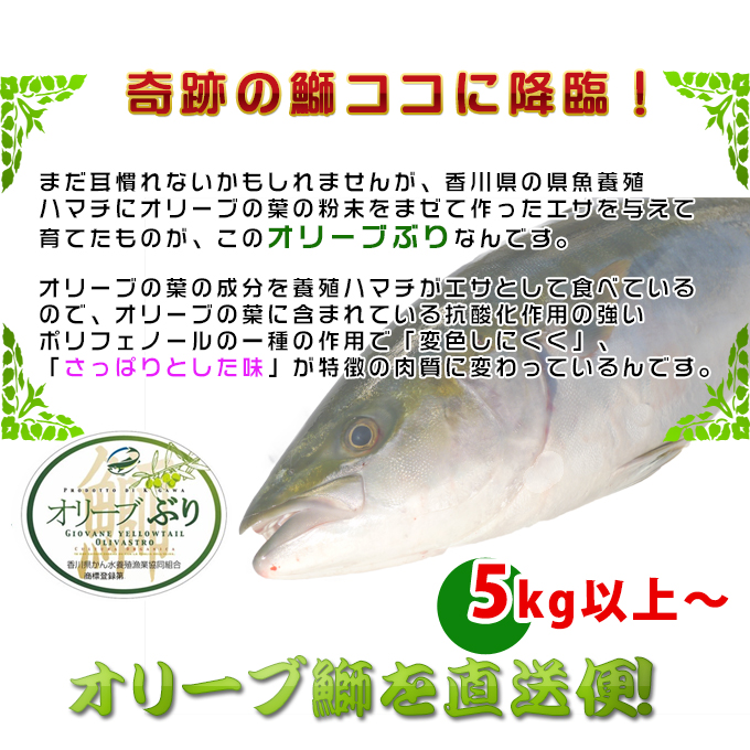 香川産のオリーブ鰤【ぶり】