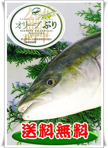 オリーブ鰤の通販。お取り寄せサイト。新鮮市場【産直あきんど】