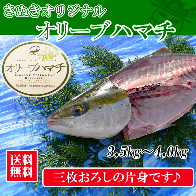 オリーブハマチの通販。