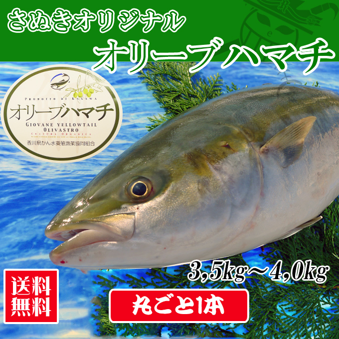 オリーブハマチの通販。
