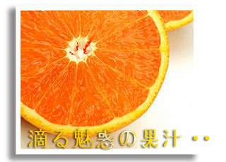香川産！曽保みかん産地直送便１