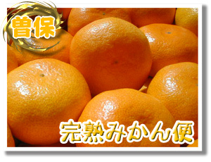 香川産！曽保みかん送料無料！